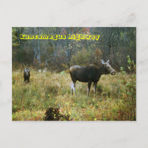 Postal Montañas Blancas de la Autopista Kancamagus Moose