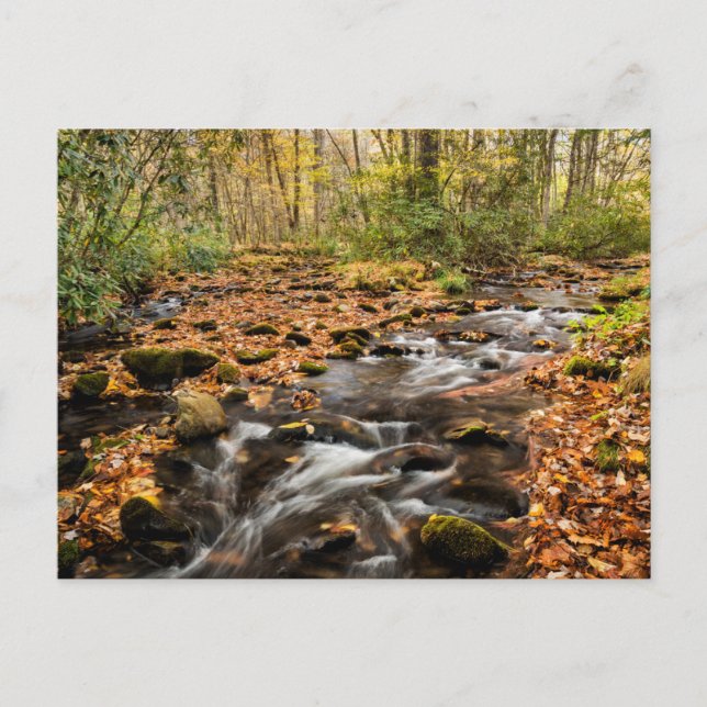 Postal Montañas Cataloochee Creek NC Great Smoky (Anverso)