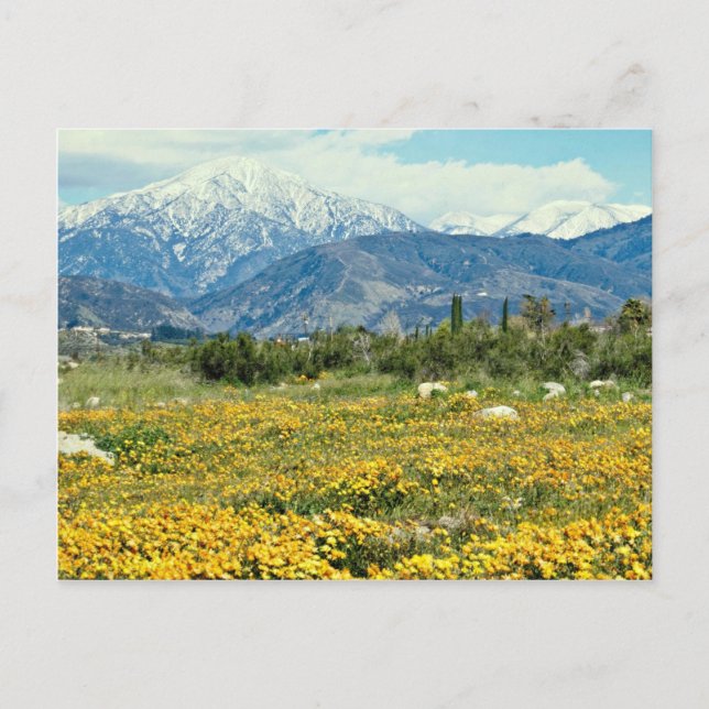 Postal Montañas de San Bernardino, nieve, flores (Anverso)