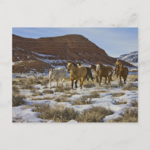 Postal Montañas del Big Horn, caballos que corren en la
