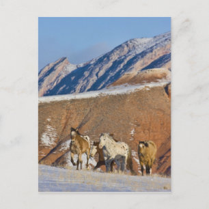 Postal Montañas del Cuerno Grande, caballos corriendo