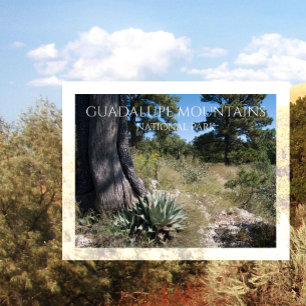 Postal Montañas Guadalupe Ridge Agave, Pine y Juniper