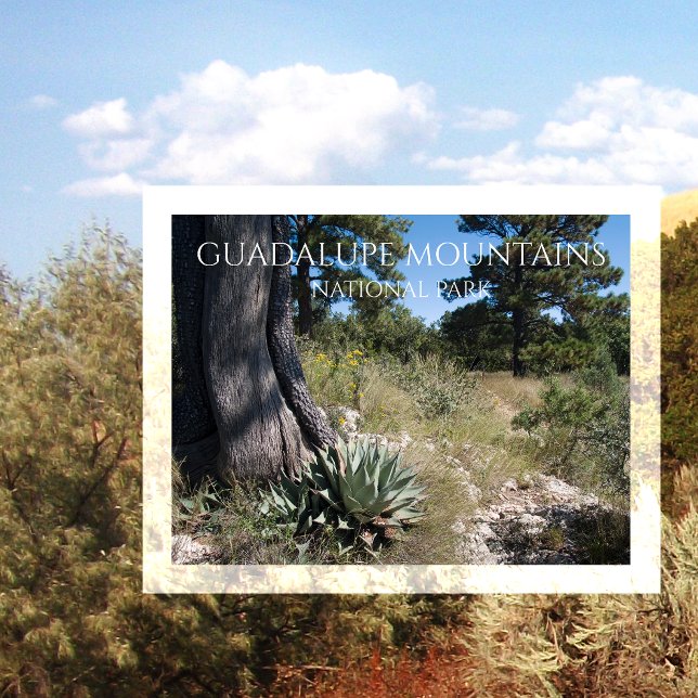 Postal Montañas Guadalupe Ridge Agave, Pine y Juniper (Subido por el creador)