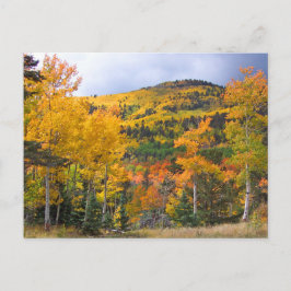 Postal Montañas Rocosas Colorado Aspen Trees Foliage