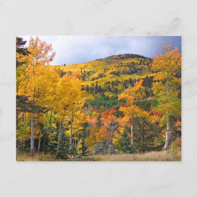 Postal Montañas Rocosas Colorado Aspen Trees Foliage (Anverso)