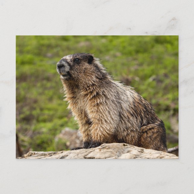 Postal Montañas Rocosas Murmeltier (Anverso)