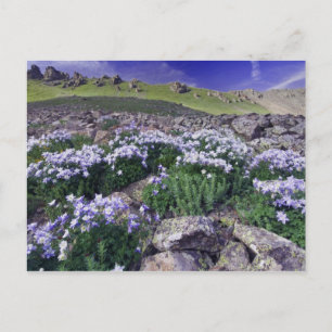 Postal Montañas y flores silvestres en prado alpino,