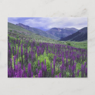 Postal Montañas y flores silvestres en prado alpino, 2