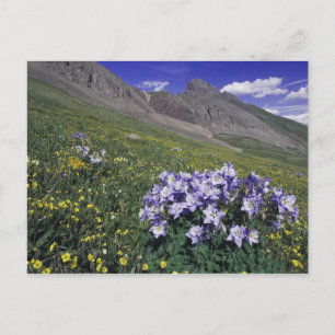 Postal Montañas y flores silvestres en prado alpino, Azul