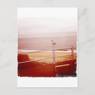 Postal Montauk Seagull Love 3.0