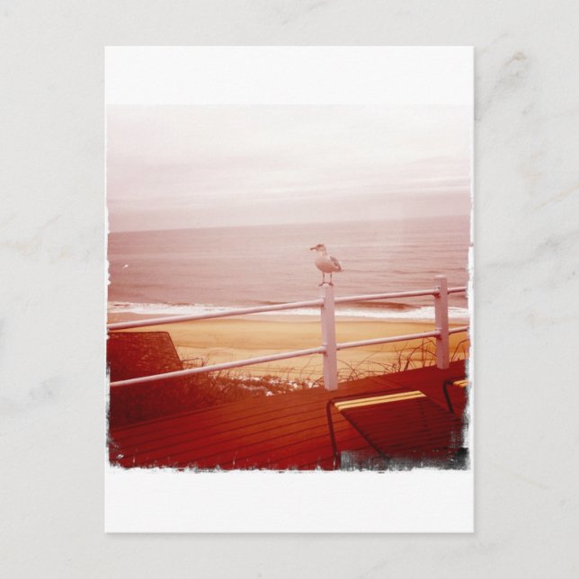 Postal Montauk Seagull Love 3.0 (Anverso)