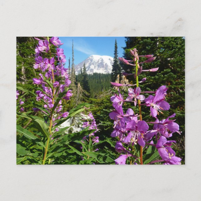 Postal Monte Rainier Entre Flores Púrpura De Flox (Anverso)