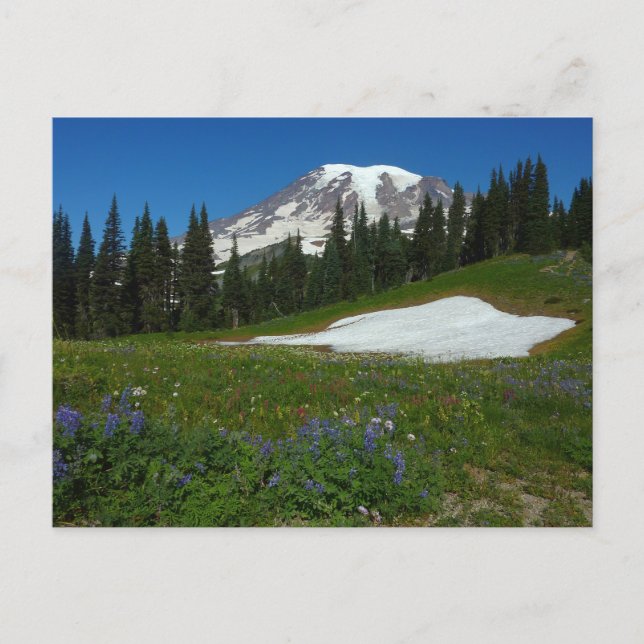 Postal Monte Rainier, Flores Silvestres y Nieve (Anverso)