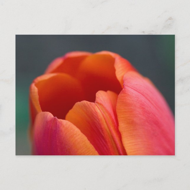 Postal monte tulipán (Anverso)