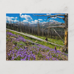 Postal Monte Washburn