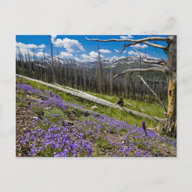 Postal Monte Washburn (Anverso)