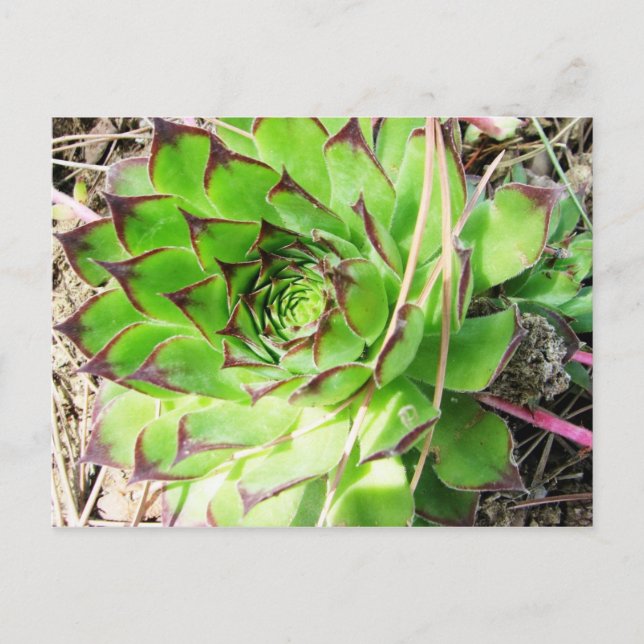 Postal Montepulciano Vino Nobile, Italia (Anverso)