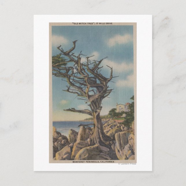 Postal Monterey, CA - Árbol de bruja vieja a 17 millas (Anverso)