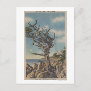 Postal Monterey, CA - Árbol de bruja vieja a 17 millas