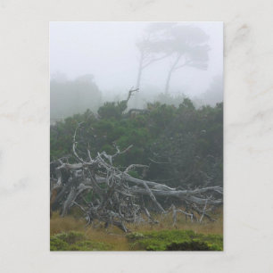 Postal Monterey Fog
