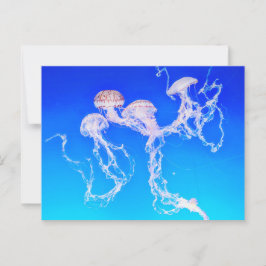 Postal Monterey Jellyfish