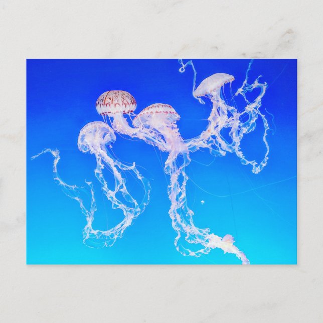 Postal Monterey Jellyfish (Anverso)