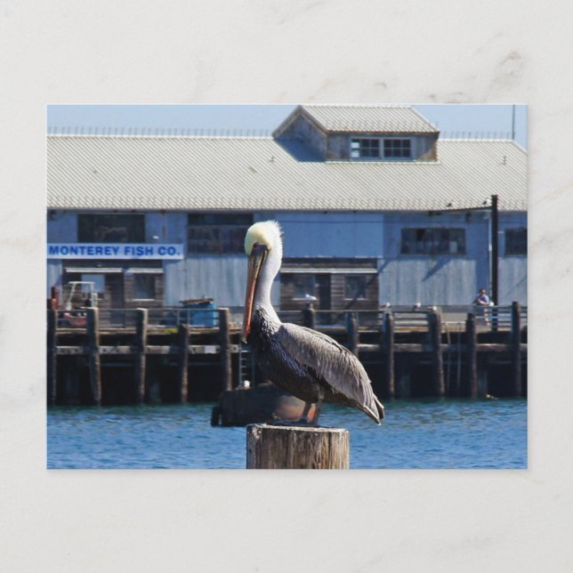 Postal Monterey Pelican, California Postcard (Anverso)