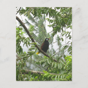 Postal Montezuma Oropendola