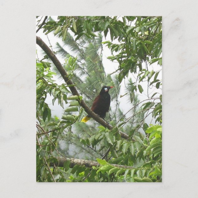 Postal Montezuma Oropendola (Anverso)