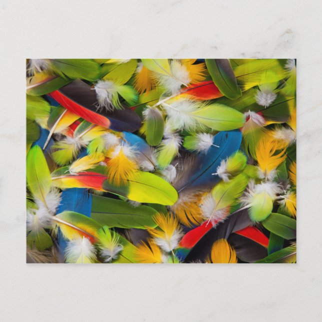 Postal Montón de plumas coloridas (Anverso)