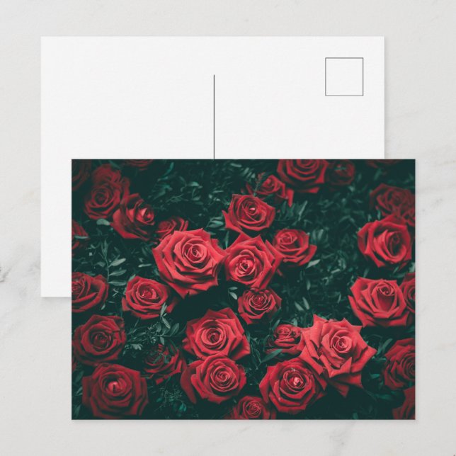 Postal Montón de rosas rojas (Anverso / Reverso)