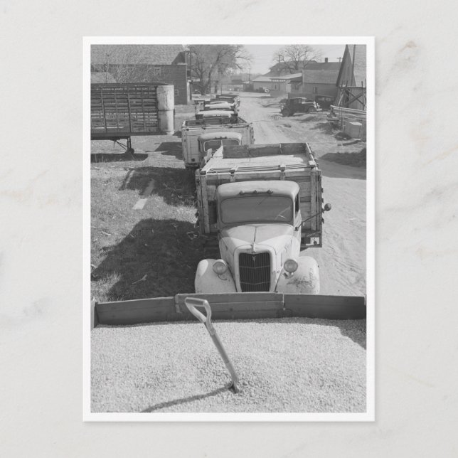 Postal Montones de maíz resguardado (Anverso)