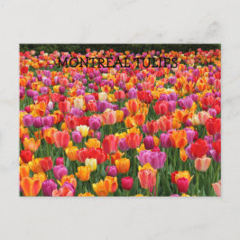POSTAL MONTREAL TULIPS