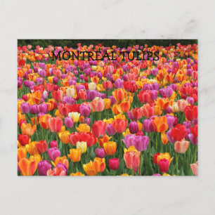 POSTAL MONTREAL TULIPS