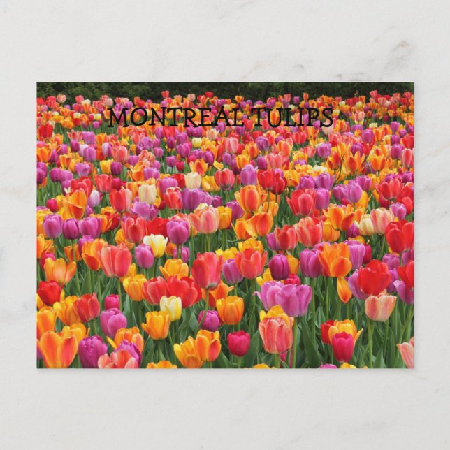 POSTAL MONTREAL TULIPS (Anverso)