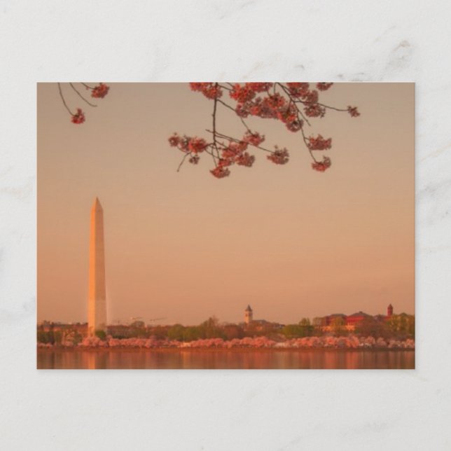 Postal Monumento a Washington Sakura al atardecer. (Anverso)