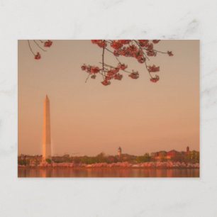 Postal Monumento a Washington Sakura al atardecer.