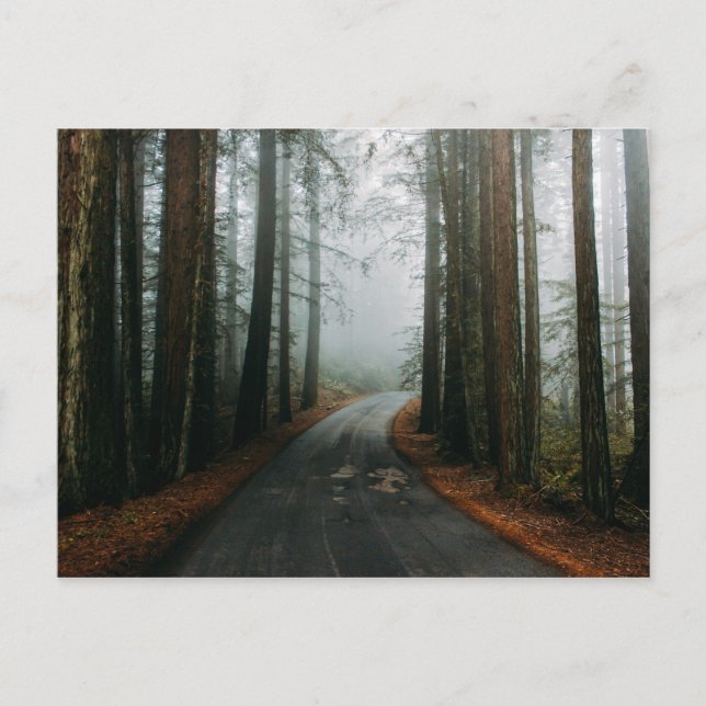 Postal Monumento Nacional Muir Woods, Mill Valley, Estado (Anverso)