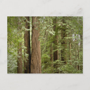Postal Monumento Nacional Muir Woods, Norte