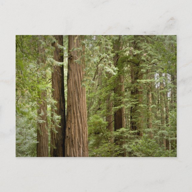 Postal Monumento Nacional Muir Woods, Norte (Anverso)