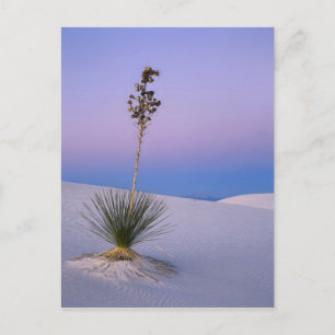POSTAL MONUMENTO NACIONAL WHITE SANDS, NUEVO MÉXICO.