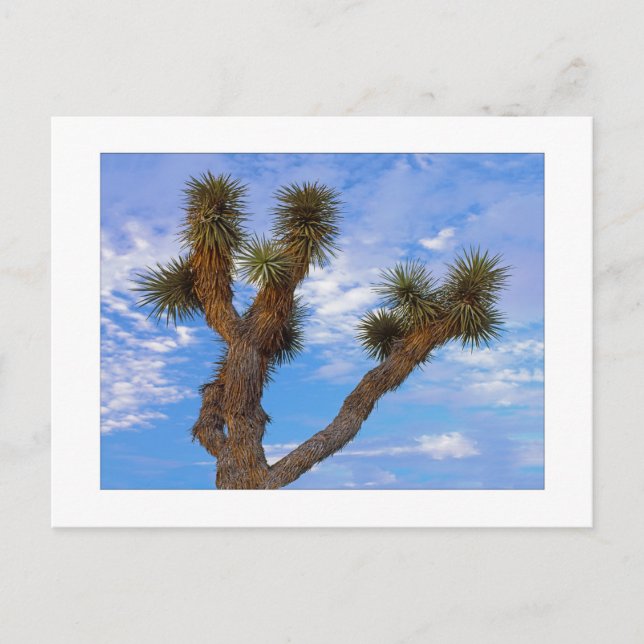 Postal " Monzón por la mañana "