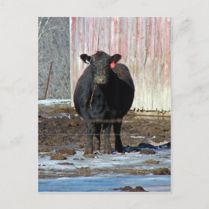 Postal Moo