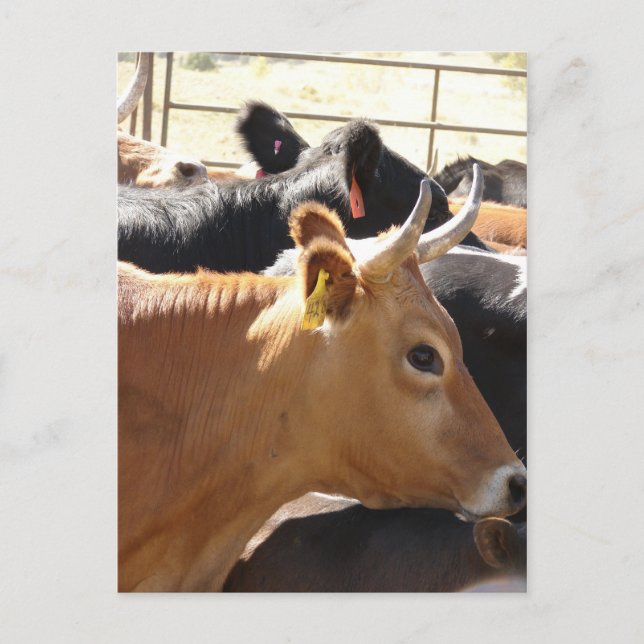 Postal Moo a usted (Anverso)