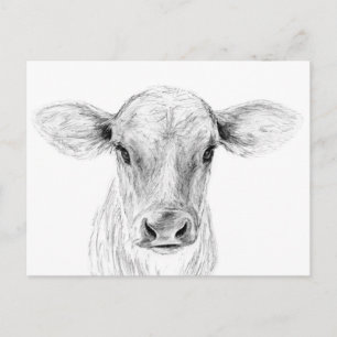 Postal Moo A Young Jersey Cow