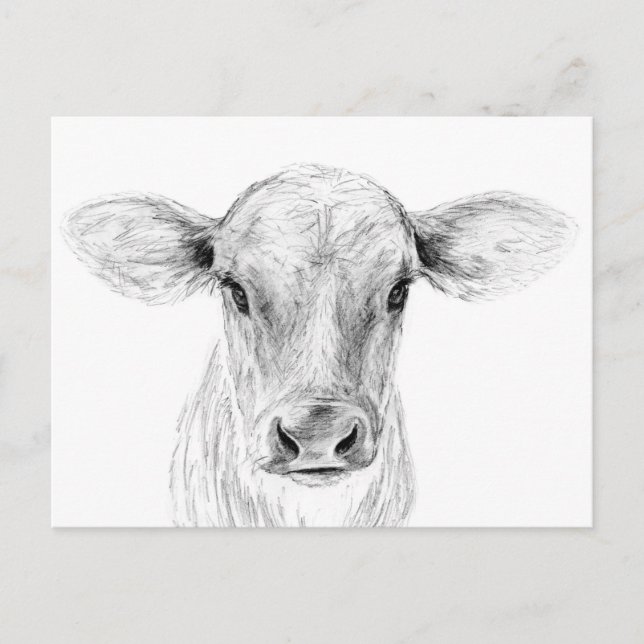 Postal Moo A Young Jersey Cow (Anverso)