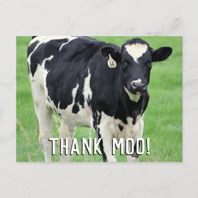 Postal Moo Cow Gracias Postcard (Anverso)