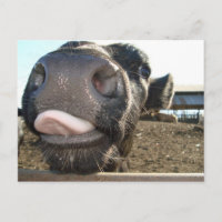 MOO KISSES