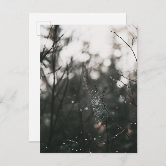 Postal Moody Forest Dew Spider Web (Anverso / Reverso)