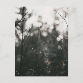 Postal Moody Forest Dew Spider Web